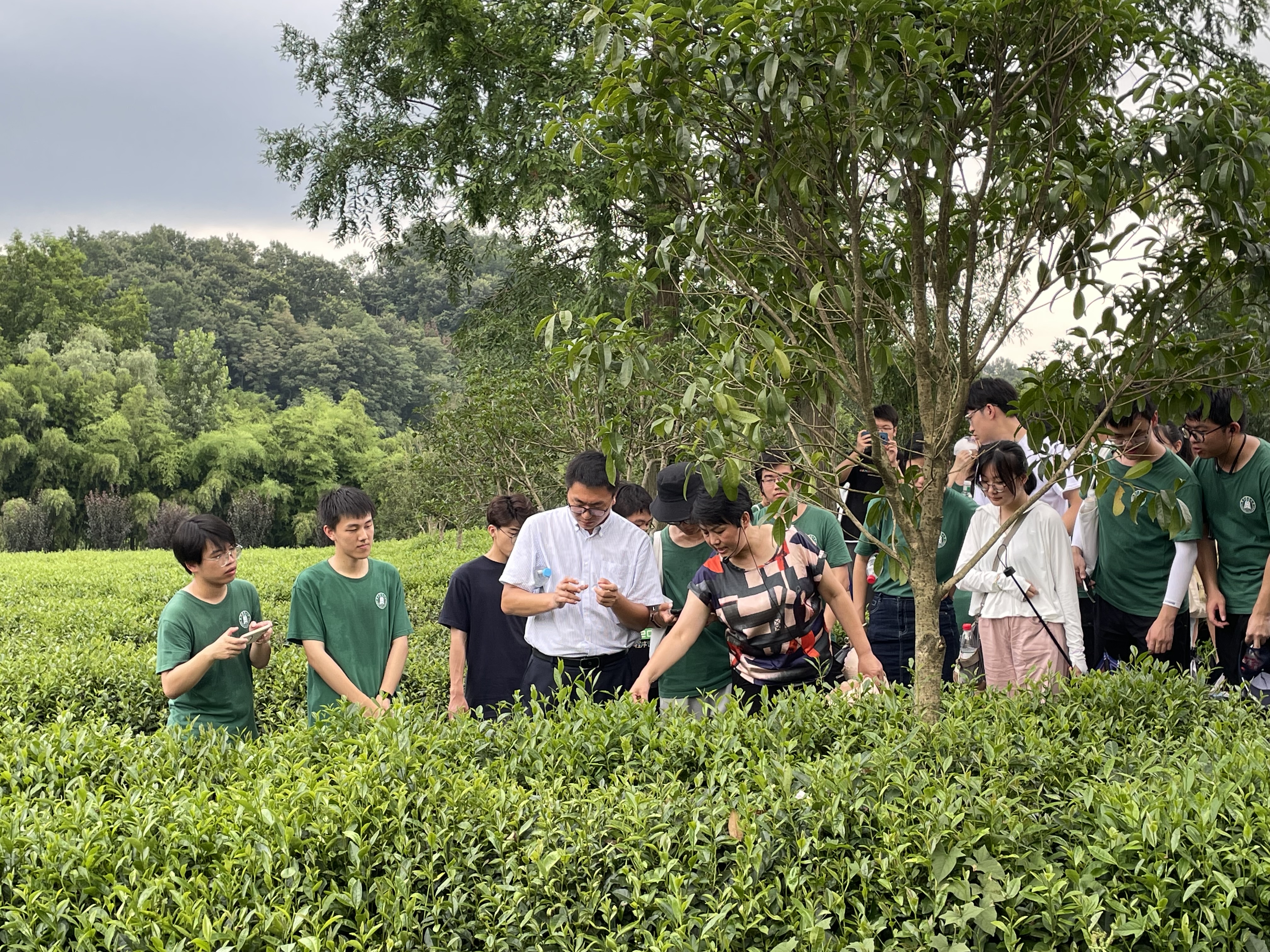 实践团走进堰河村茶园(通讯员 周子恒 摄)