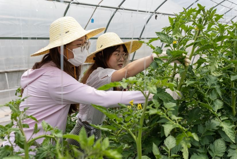 学生体验番茄农事操作(学通社记者 周全 摄)